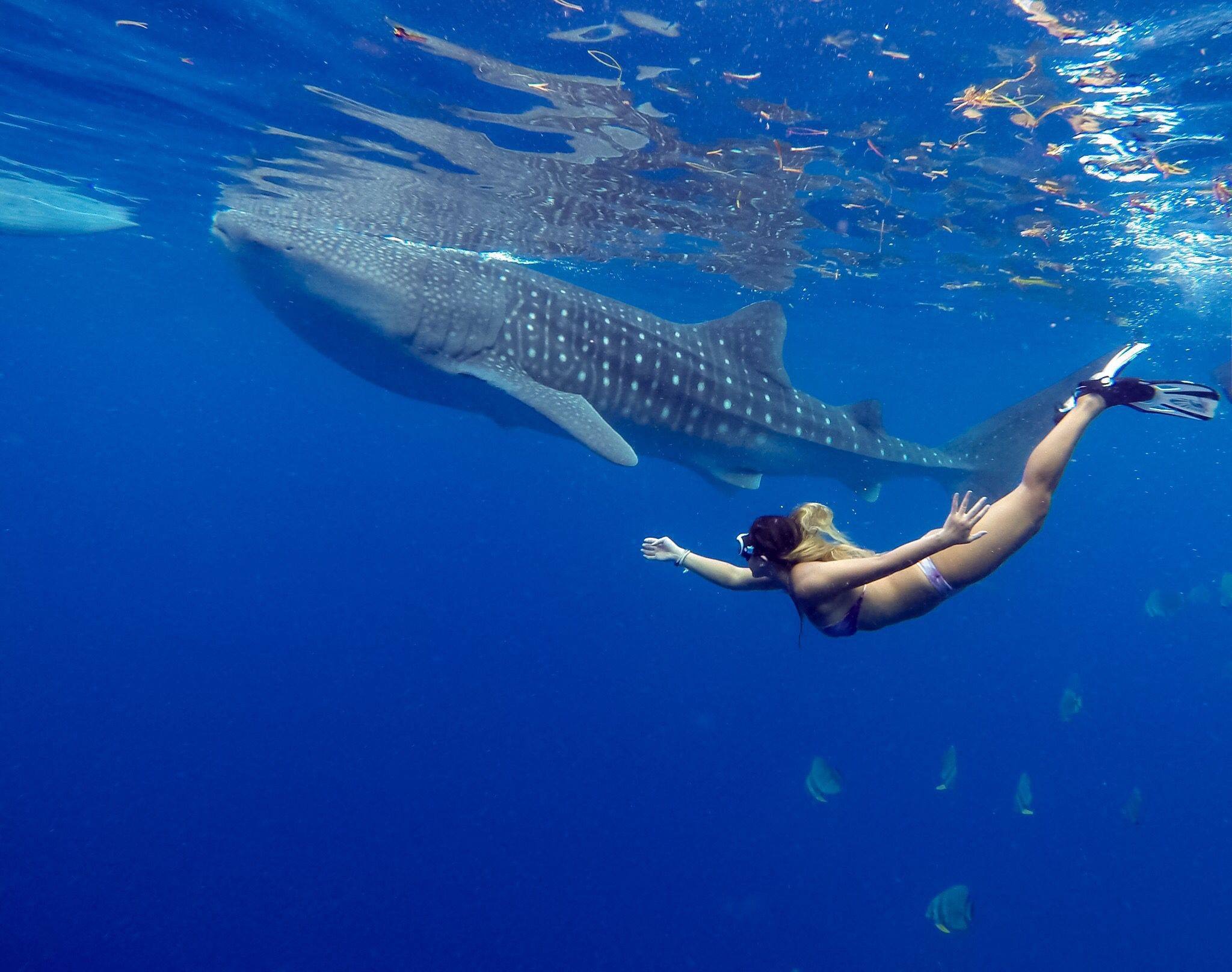 New Experiences swimming with Whale Sharks in Cebu Philippines, Oslob