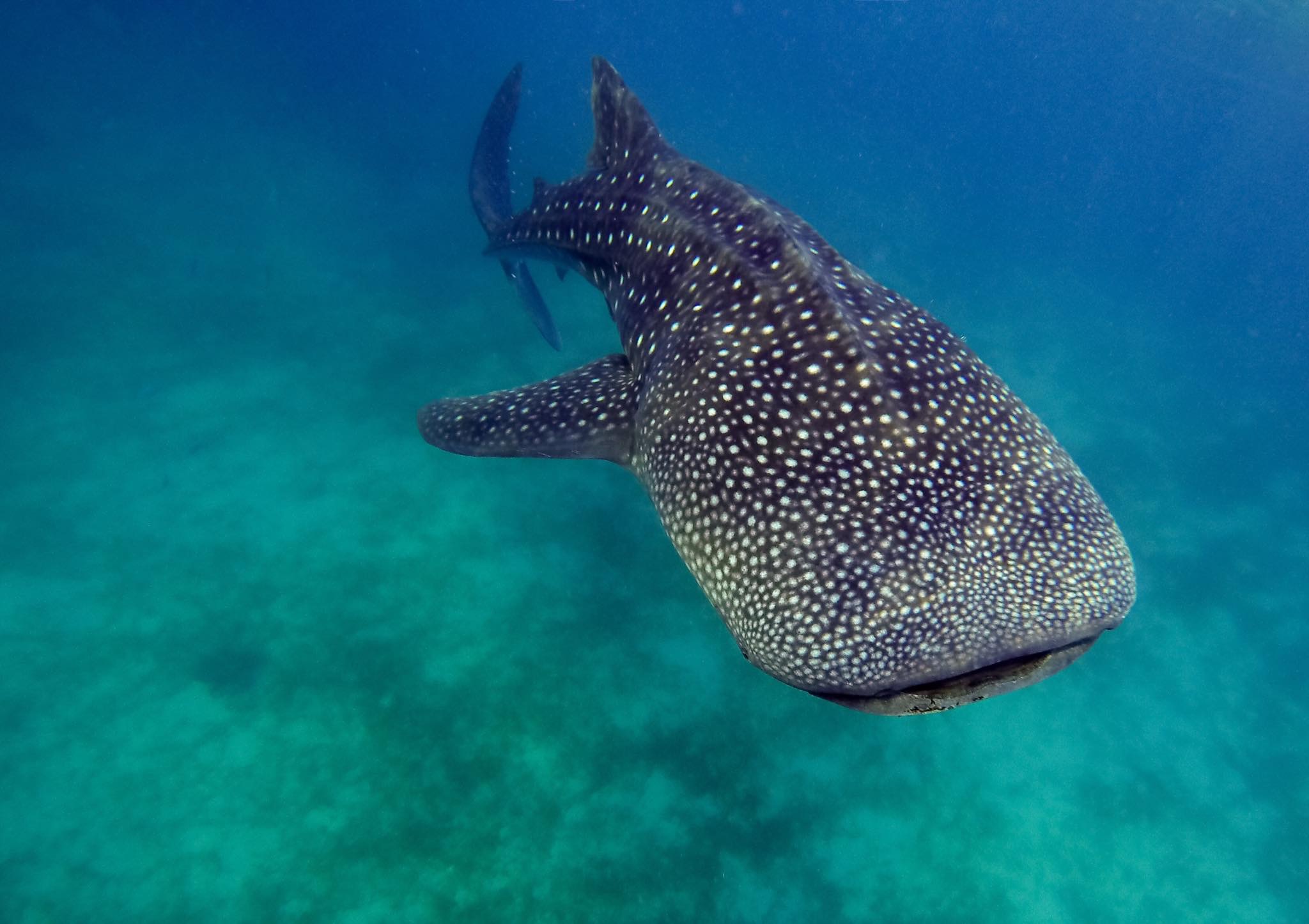 New Experiences swimming with Whale Sharks in Cebu Philippines, Oslob
