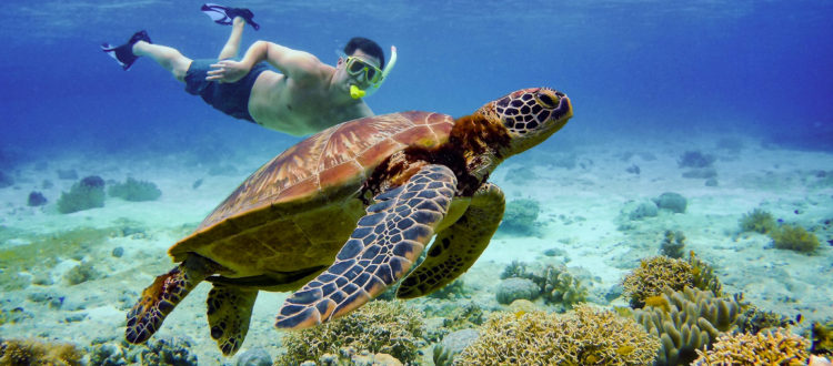 Underwater Photography Philippines Holiday Sumilon Island Swimming snorkel snorkelling turtles