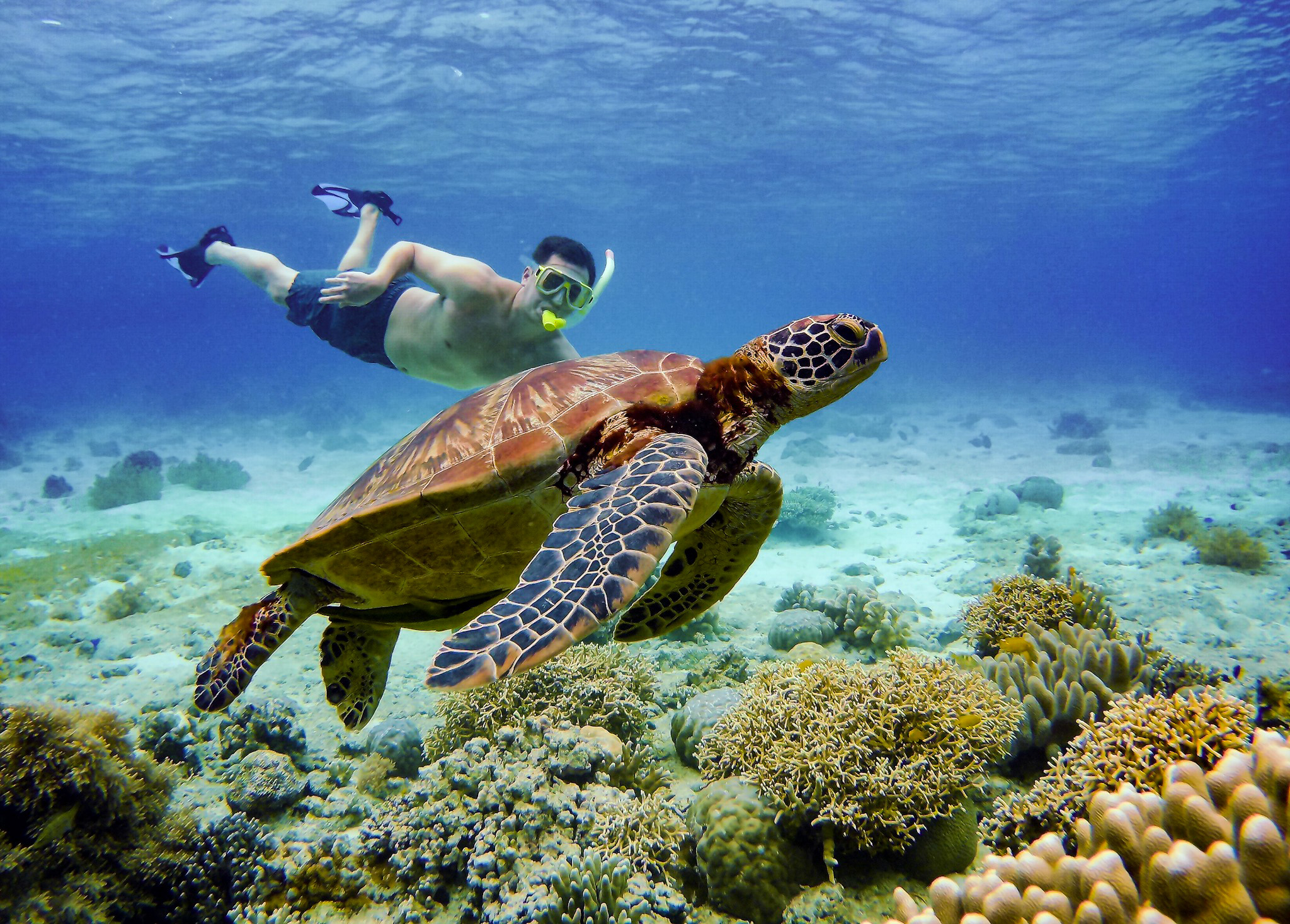 Underwater Photography Philippines Holiday Sumilon Island Swimming snorkel snorkelling turtles