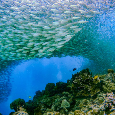 Snorkel with Moalboal Sardines Cebu Philippines snorkeling tour