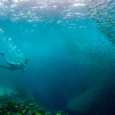 snorkeling with the moalboal sardines during Kawasan Waterfall Tour Cebu, Philippines